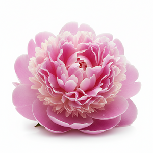 Pivoine